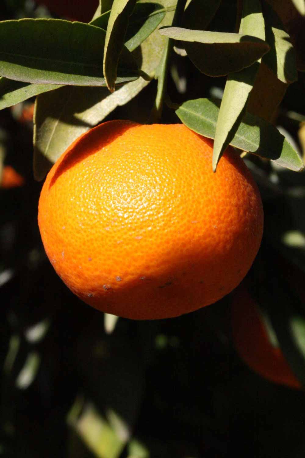              Fruit (Clementain Fina, Riverside, CA)       